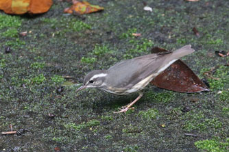 Louisiana Waterthrush